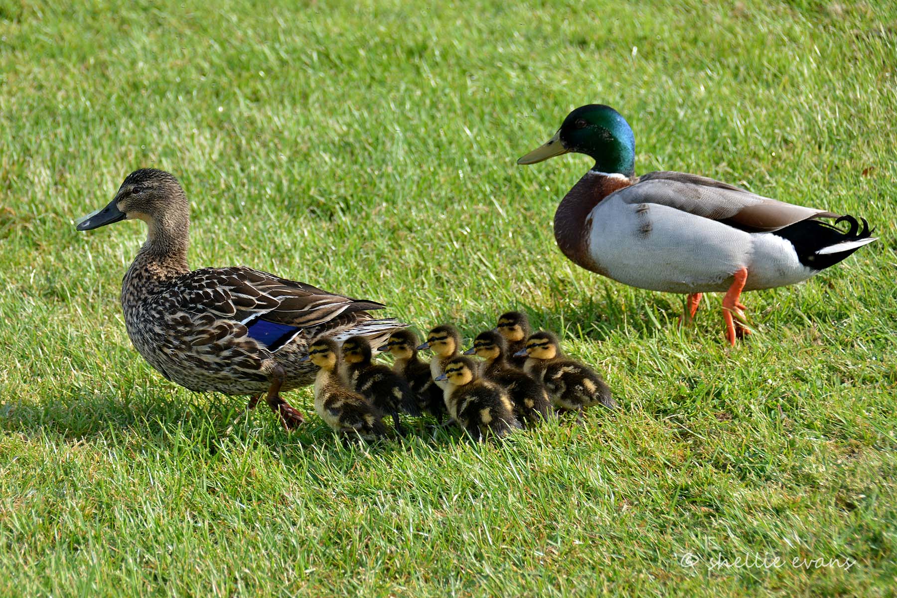 Ducks роли. Семейство уток. Семья уток. Семейка уток. Селезьнь семья.