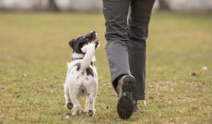 In de volgzame hond zien we hoe belangrijk gehoorzaamheid is