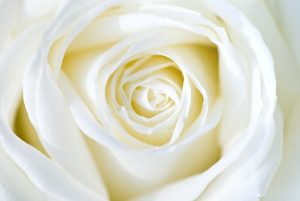 Witte roos staat symbool voor reinheid