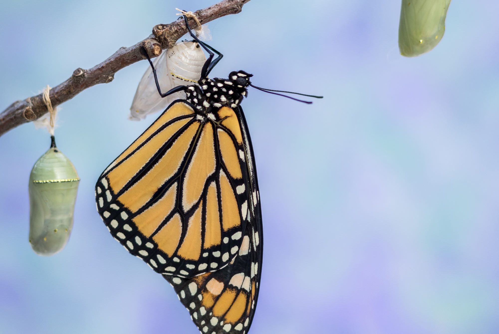 Lees meer over het artikel Genezing van homoseksuele verlangens is mogelijk