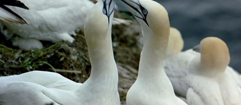 Albatrossen_oleksandr-sushko-unsplash