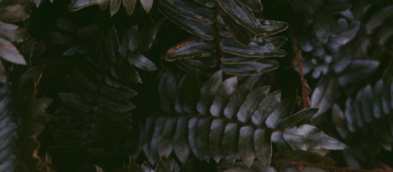 Bruine bladeren sophieY-unsplash