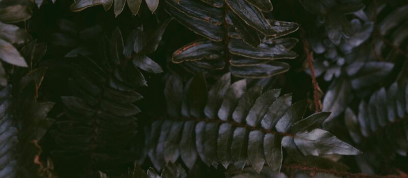 Bruine bladeren sophieY-unsplash