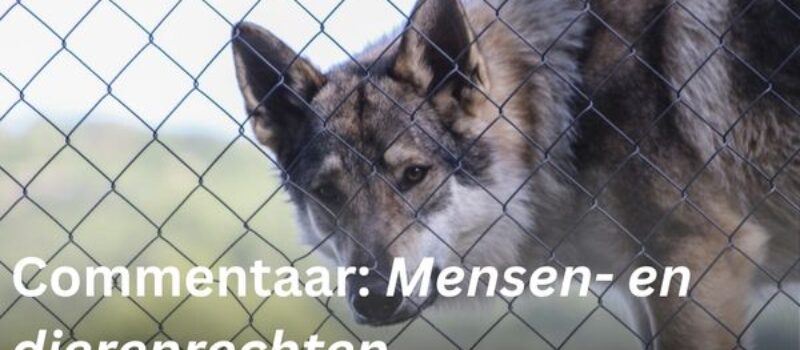 Wolf achter een hek
