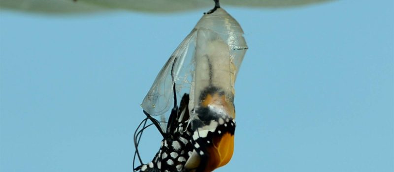 Monarchvlinder komt uit cocon_bankim-desai-unsplash