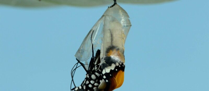 Monarchvlinder komt uit cocon_bankim-desai-unsplash