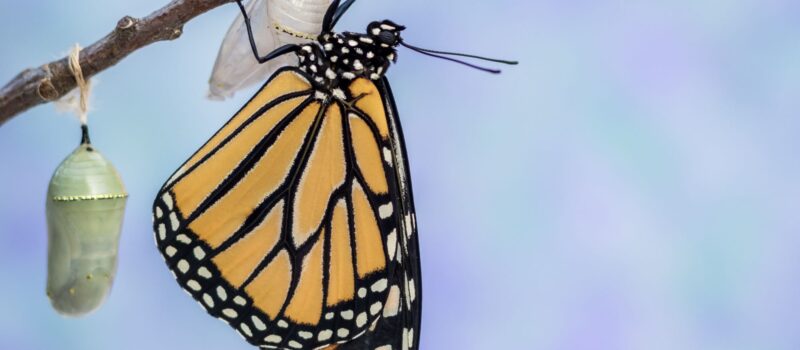 Monarchvlinder na metamorfose_Freepik - Wirestock