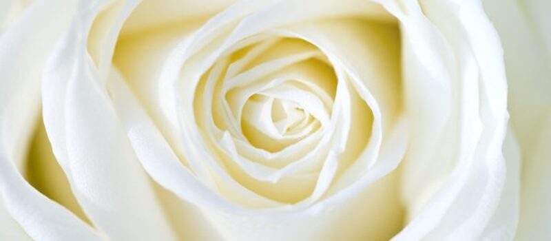 Witte roos staat symbool voor reinheid