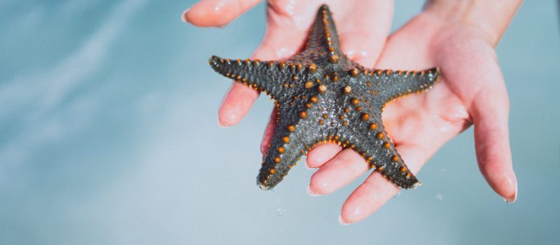 Female hands close up holding star fish