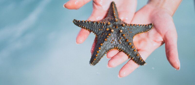 Female hands close up holding star fish