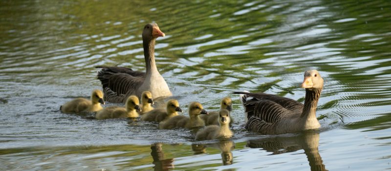 Two geese with goslings swimming in a lake
