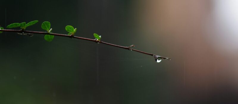 Scheppingszorg en scheppingsorde horen bij elkaar. Bron: Hiroshi Tsubono op Unsplash