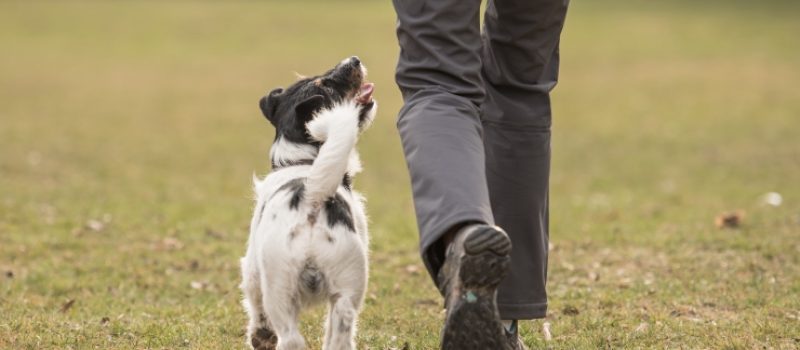 In de volgzame hond zien we hoe belangrijk gehoorzaamheid is