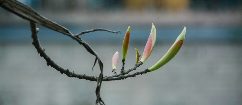 Lemon tak loopt uit. Bron: Unsplash