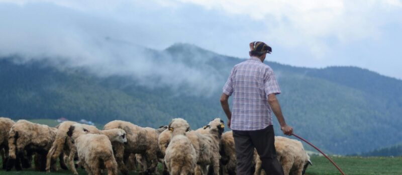 Herder met schapen. Bron: Pexels, Ekrulila.